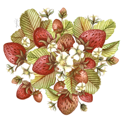 Flowers ILLUSTRATION  Nature painting   pattern plants rapport seamless strawberries watercolor