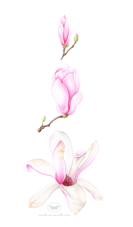 botanical illustration scientific illustration magnolia