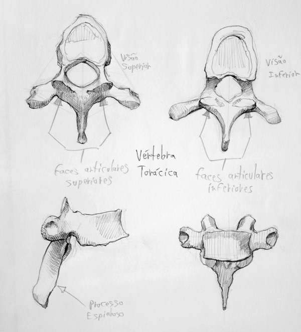 sketching anatomy studies study