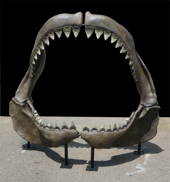 shark megalodon Fossil art science scientific illustration natural history paleo-art paleontological paleontological reconstruction Natural history art 3 Dimensional sculpture paleo-sculpture Paleo-reconstruction