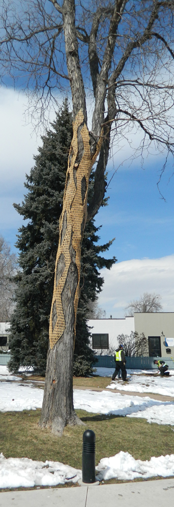 gerry Gerry Stecca stecca lafayette Colorado SCAD UCSD installation clothespins clothespegs Sustainable art artist wood Tree 