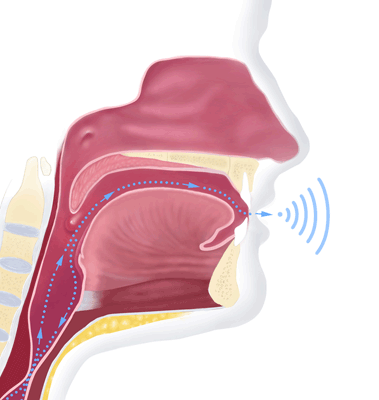 medical illustration gastric illustration larynx illustration