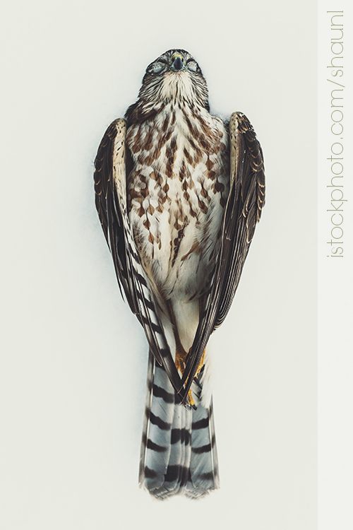 predator winter snow dead death bird bird of prey hawk sparrow hawk wildlife animal