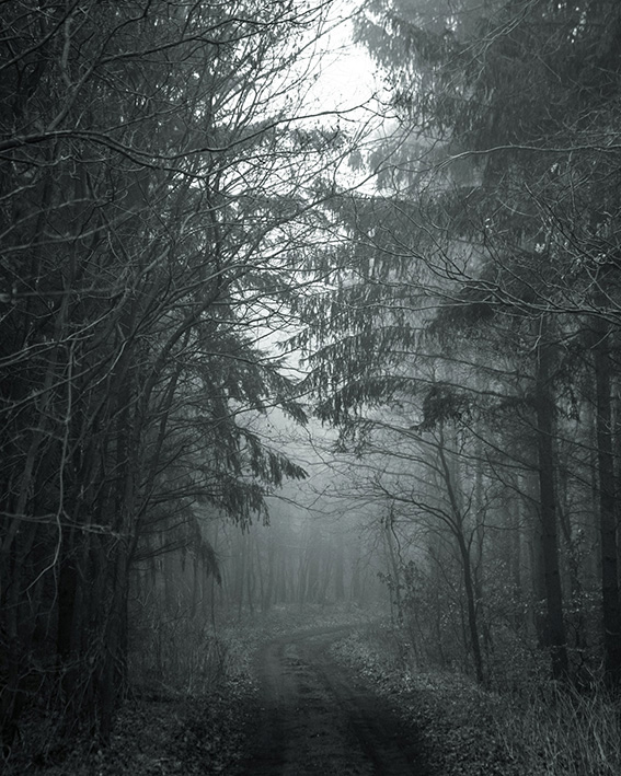nebel fog away Weg allein alone November wald forest wood baum Tree  silence cobweb drop
