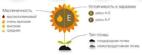 syngenta sunflower hybrids plants Russia info-step infostep information design infographics