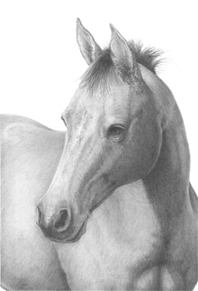 equine Horse Portraits Equine portraits Gouache paintings horses Fillies Colts
