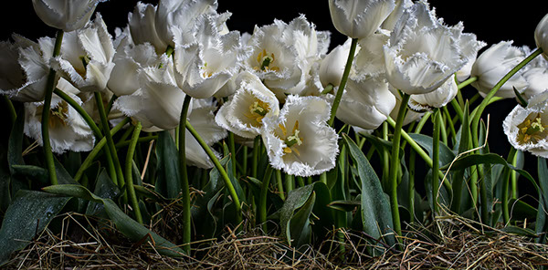 hal koningsdam cruise ship tulips Flowers Photography  old masters