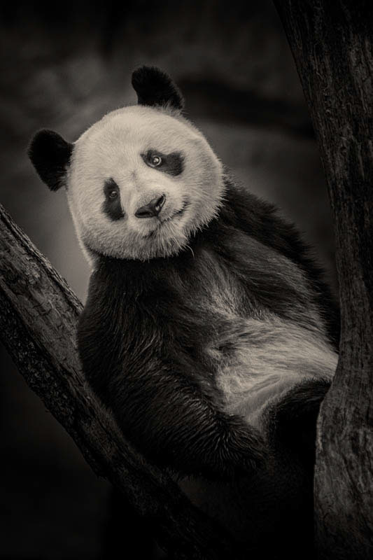 Panda  giant panda Asiatic animals teddy bear