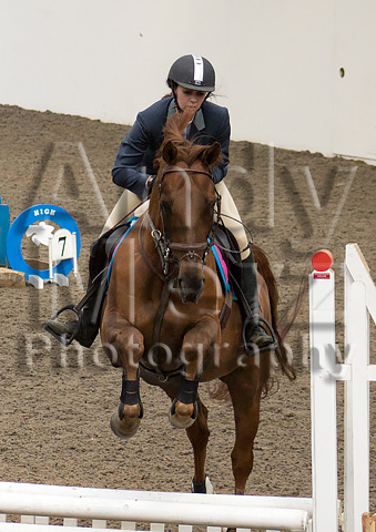 topthorn Arena Showjumping Show horse