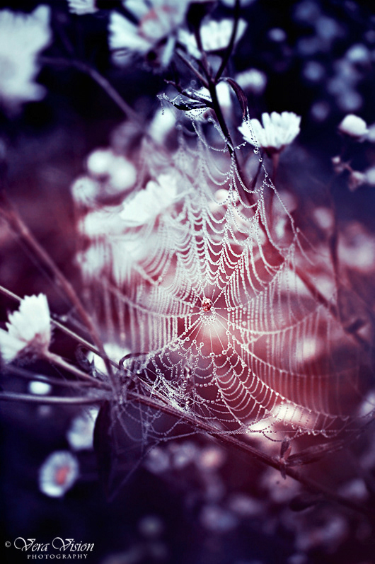 spiderweb spider Nature plants fairytale Magic   mysterious
