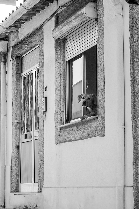 Window windows people Street Photography  Cat dog porto b&w Fotografia