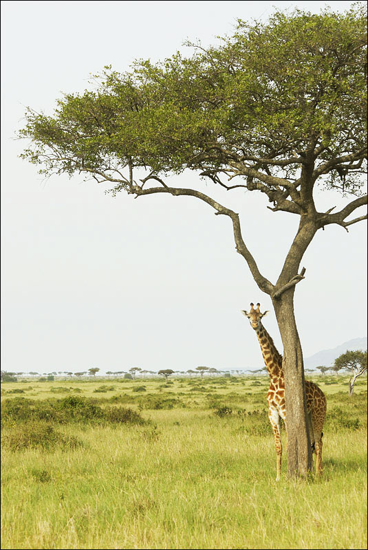 kenya maasailand Maasai maasai mara serengeti lion giraffe cheetah elephant gazelle