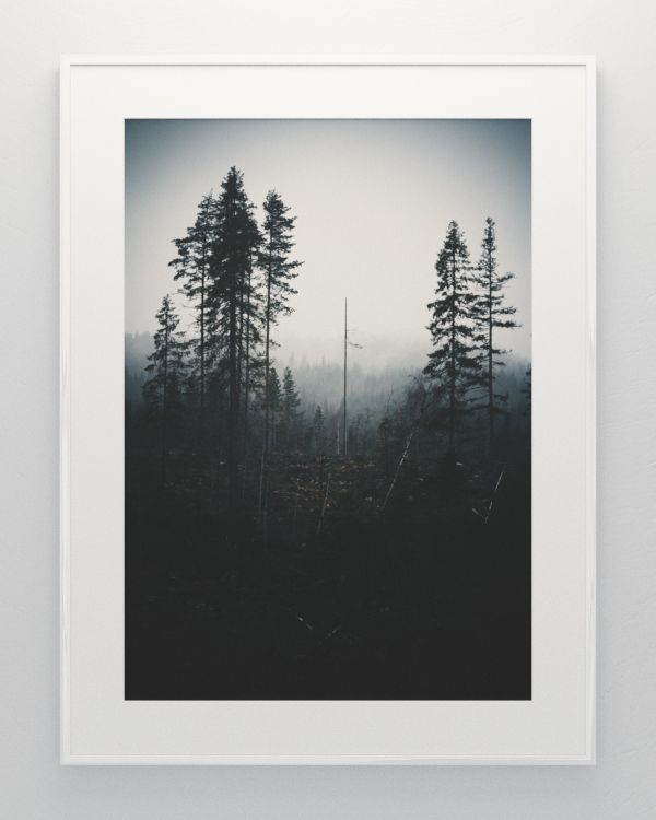 forest mist silence dream quiet