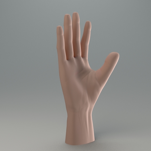 hand 3D 3ds max Mudbox anatomy