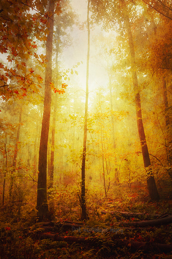 woods forest textures mood dreamy surreal deciduous impressions atmosphere Landscape