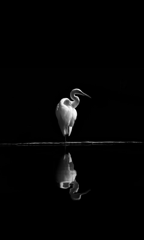 black and white ma negative space birds water waves fish egrets flamingo pelican