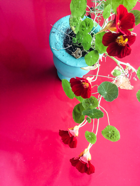 plantas plants decoration plants decor indoor nature vasos de plantas reciclagem DIY