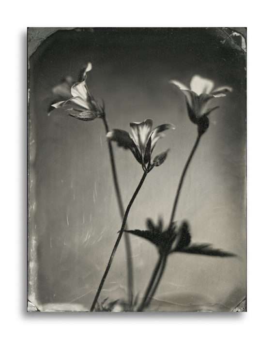 wet plate collodion