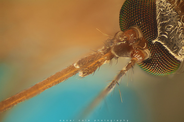 Macro Photography Insects flower close up photography Canon Image stacking