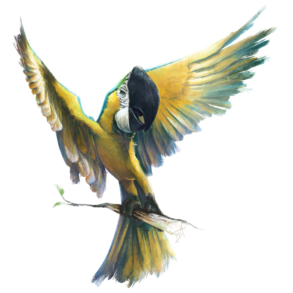 CG macaw bird