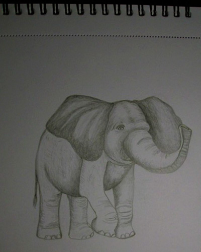 Tina Christensen illustrations animals graphite pencil