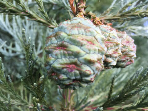 pine Conifer cone Tree  Nature Mandala pattern Autumnal autumn