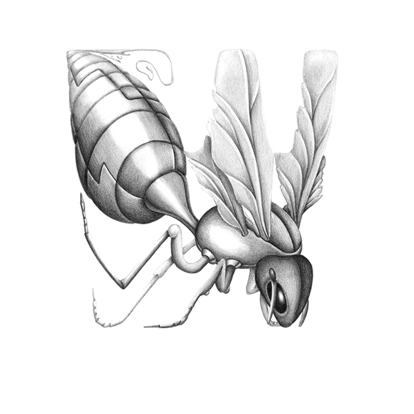 Insects pencil bio Mechanic