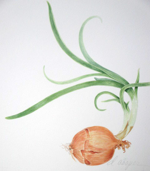vegetables plants botanical illustration watercolor blackwalnut ink seed pods Shells Nature