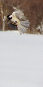 bird Black-capped chickadee wings SKY air winter snow snowfall