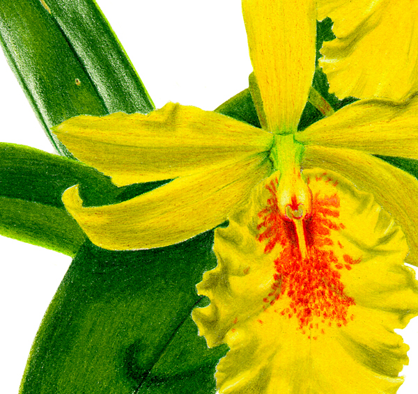 Flowers plants colored pencil Prismacolors orchids Orchidaceae botanical illustration colored pencils Tropical