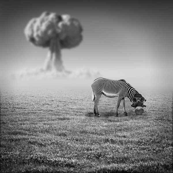 photomanipulation photoshop design Landscape animal Nature digital blackandwhite black White
