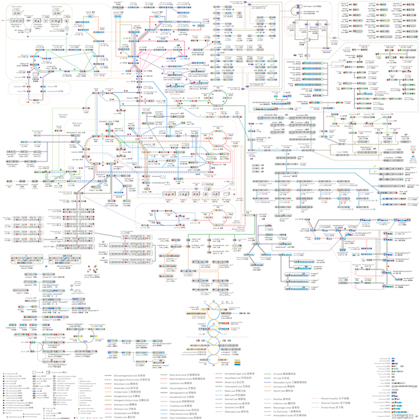 infographics Metro Map metabolism biochemistry