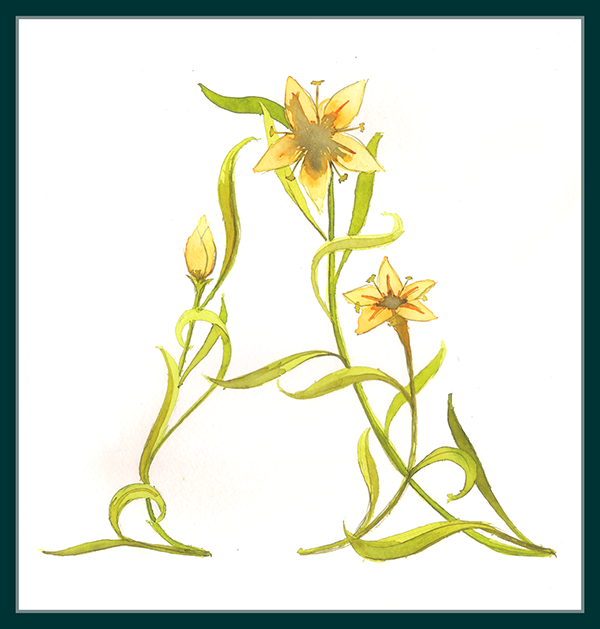 lettering watercolor Workshop sketches acuarela aguada flower flor