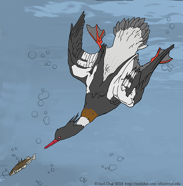 Marine ducks scientific illustration birds fish Ocean prey teeth