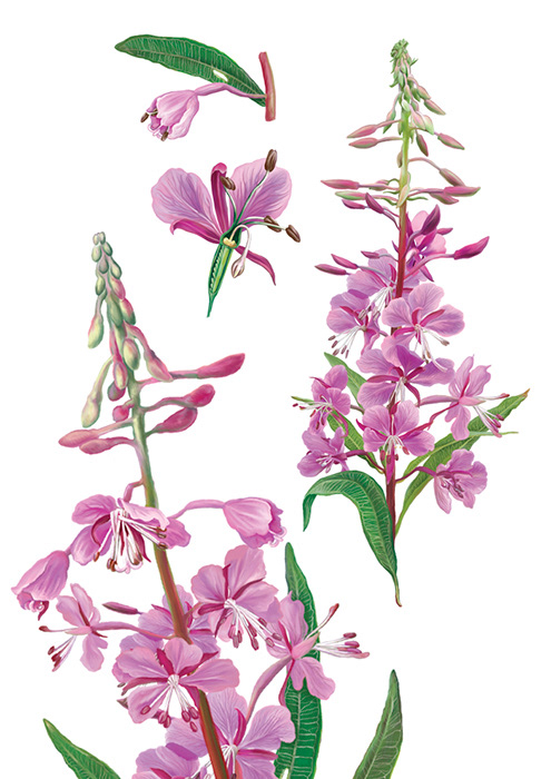 ILLUSTRATION  digital illustration botanical Flowers Packaging Natura Siberica Photoshope