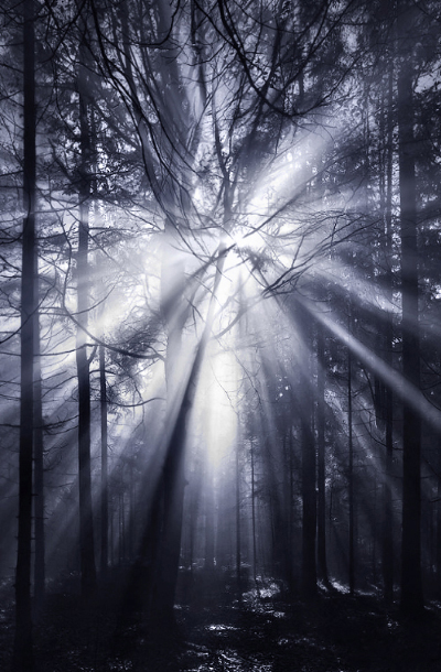 forest wood fog mist Sun light Sunrays lightrays eerie Mystic dark Landscape landscape photography germany