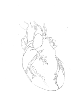 sketches life Torso heart fetus