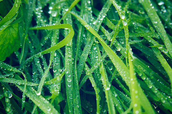 macro Nature drops grass rain Raindrops green