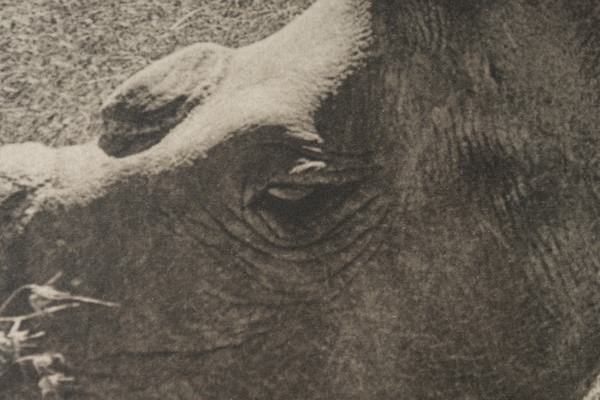 northern white rhino  platinum prints  limited edition prints