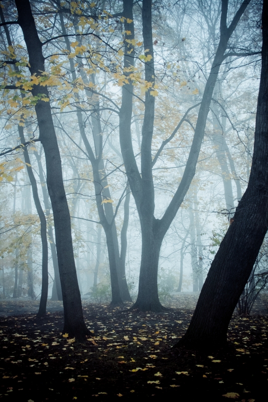 darknes autumn autumn dark fog Park place krakow