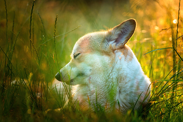 Dog portraits in the tall grass