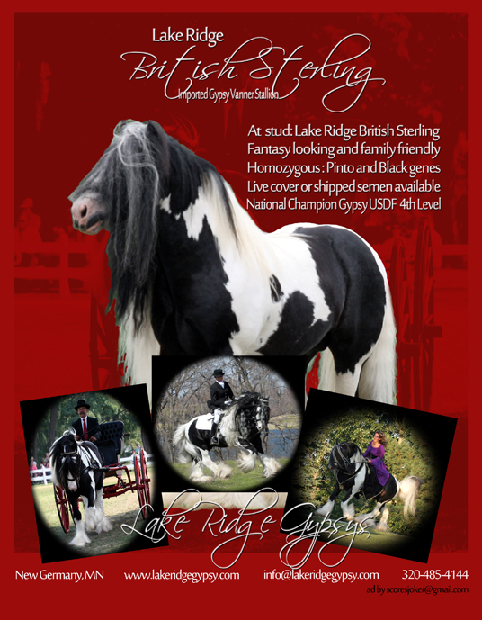 gypsy vanner horse equine laura robideau Pintos