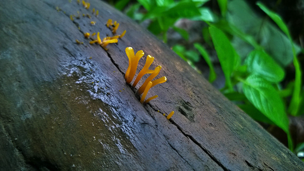 Regnum Fungi