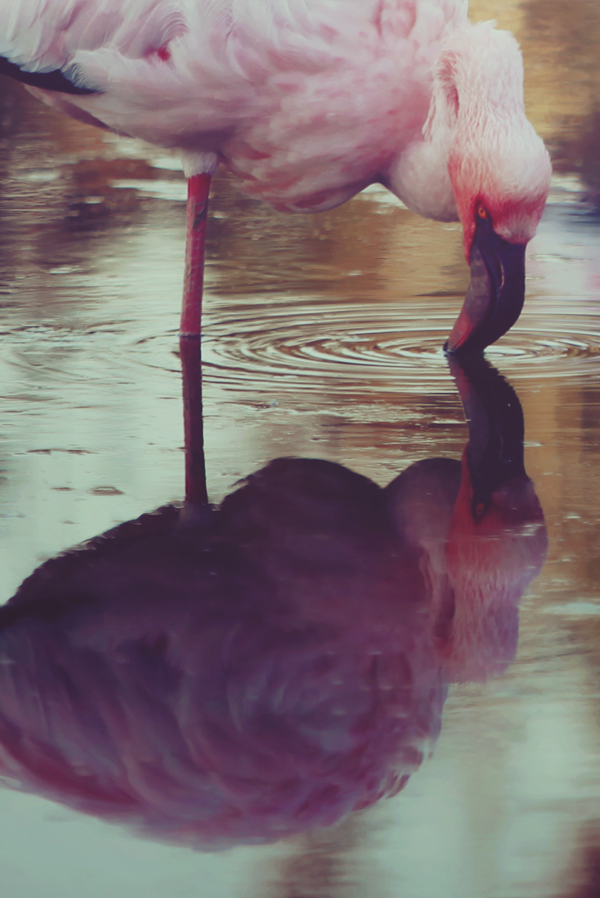 girl flamingo