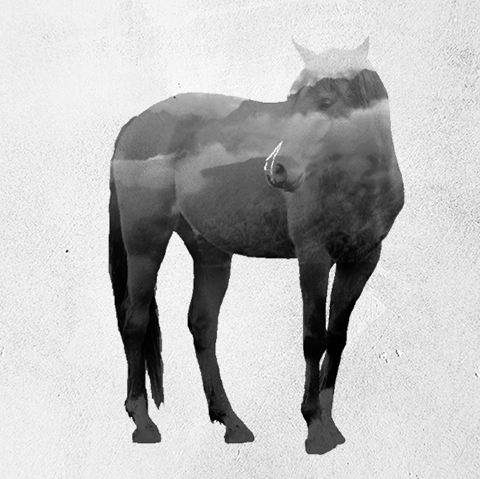 double exposure İmages Animated with cinemagraph double Exposure gif video pozlama turk animals wolf horse bear whales wild