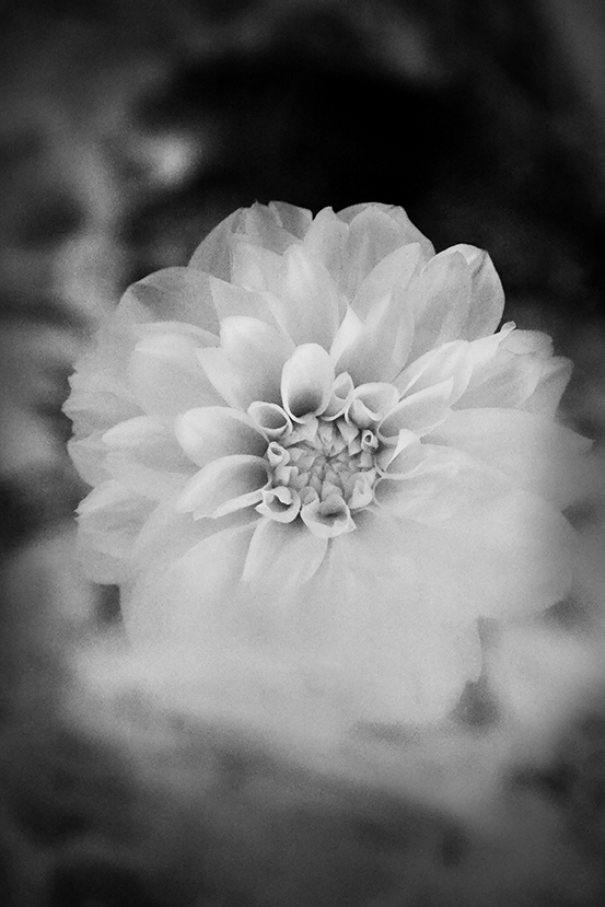 foto arte flor blanco y negro b&w
