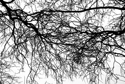 Nature branches crossing b&w