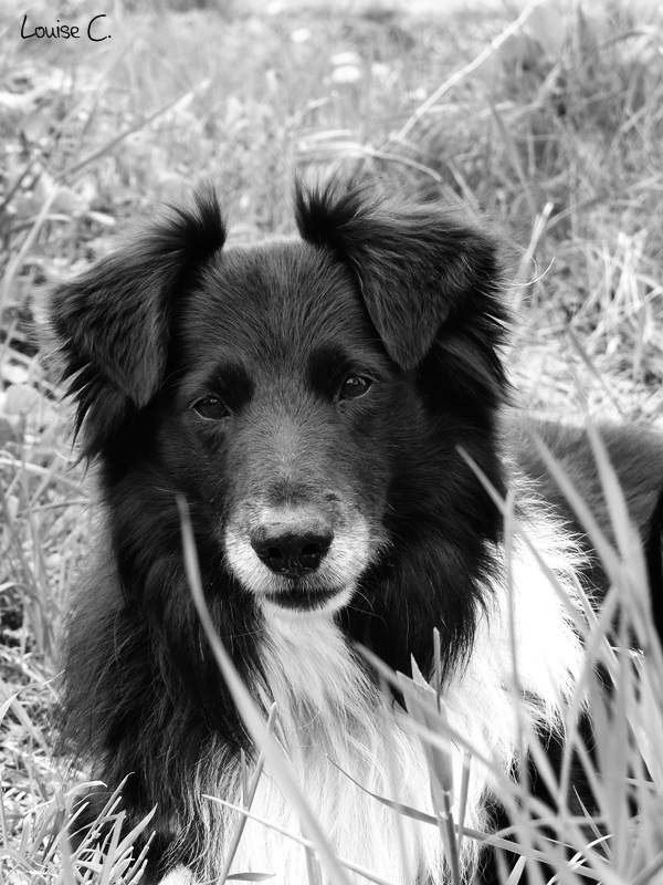 dog border collie Breed wonderful black and withe