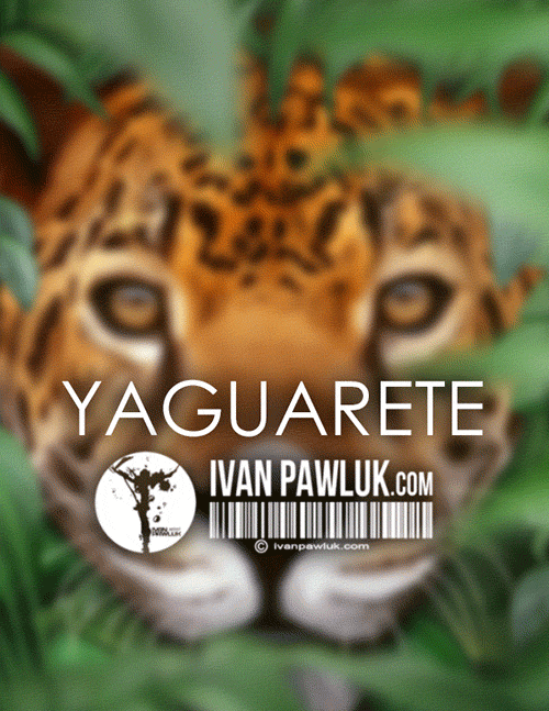 Misiones fauna cataratas iguazu yaguarete ivan pawuk pintura arte Artista