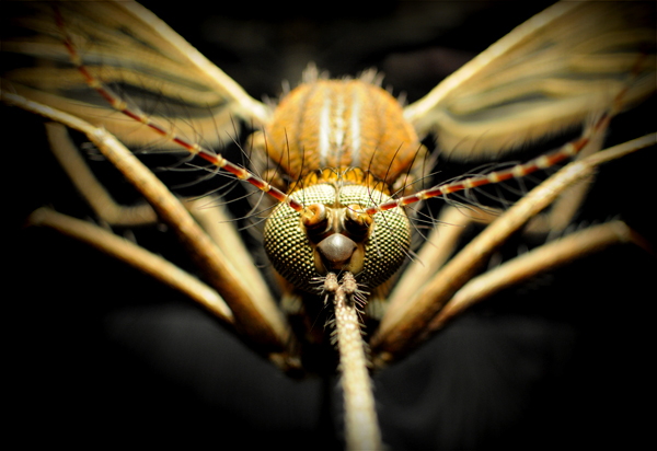 Photography  Insects museum Nature close up Nikon photoshop photo editing